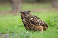 Vallée de l'Ourthe à Poulseur